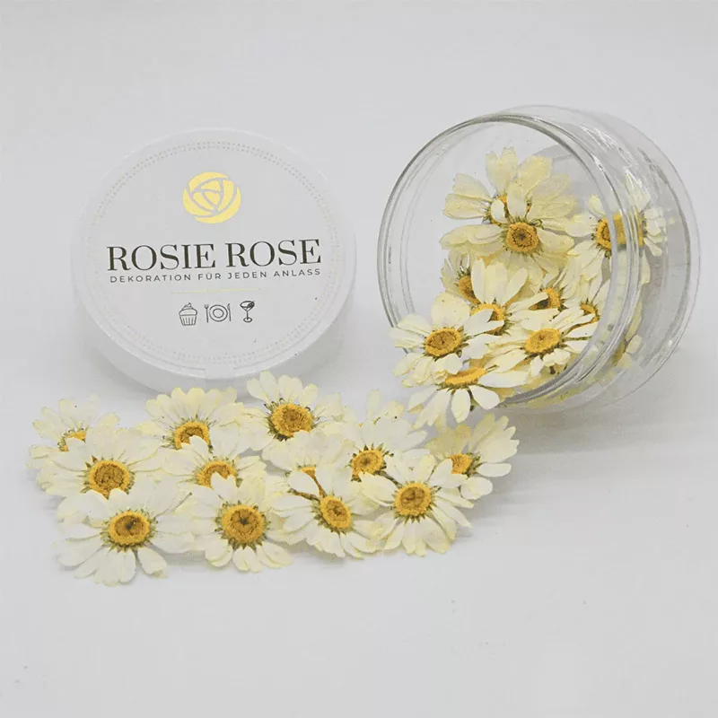 Rosie Rose Special Flowers Daisies 15 Pack